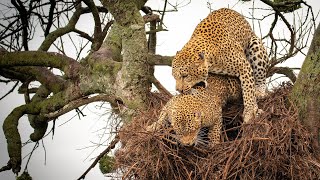 Mating Leopards - Amazing Sighting of Action Up High - Maasai Mara Kenya