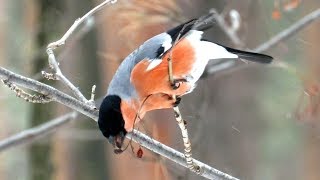 Снегирь зимой, Bullfinch