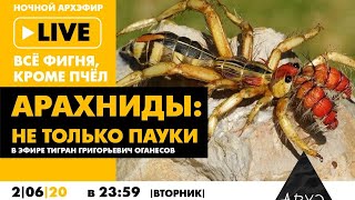 Ночной АРХЭфир в рамках рубрики "Все фигня, кроме пчёл" "Арахниды: не только пауки"