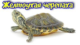 ЖЕЛТОУХАЯ ЧЕРЕПАХА СОДЕРЖАНИЕ И УХОД В АКВАРИУМЕ!