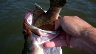 Wild Sightings Captured on Camera While Bass Fishing.