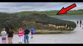दुनिया के 5 सबसे बड़े जानवर  | 5 Real Giant Animals That Exist In Real Life