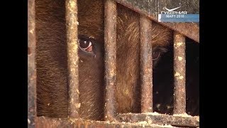 У оставленных на улице медведей из Куйбышевского района появился дом