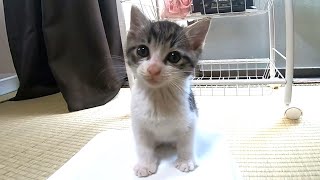 体重を気にする子猫の豆ちゃん、何グラムですか？【赤ちゃん猫】【保護猫】