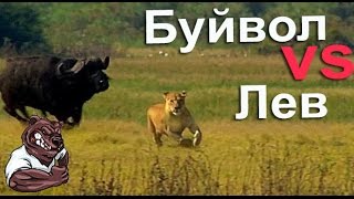 Опасные животные. Дикие животные. Буйвол против льва