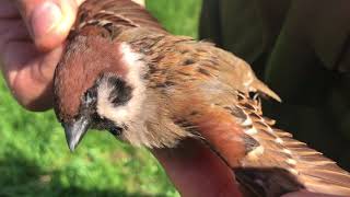 ROEG! vlog: Wegzakken in een petgat en een klein ongelukje