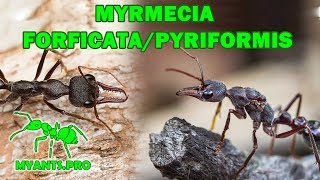 Содержание муравьев Myrmecia forficata и pyriformis