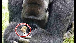 ゴリラの親友は小さな動物、一緒に遊ぶ姿がとてもやさしかった！