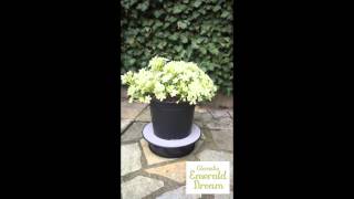 Clematis Emerald Dream