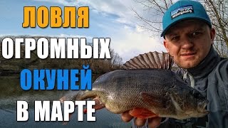 Ловля ОГРОМНЫХ окуней в марте! Как поймать окуня на микроджиг. Рыбалка 2017