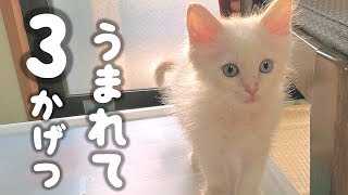 【子猫の成長】ラグドールの生後2ヶ月→3ヶ月の成長記録！はがね先生未公開シーンもあるよ【はがね＆しろがね】