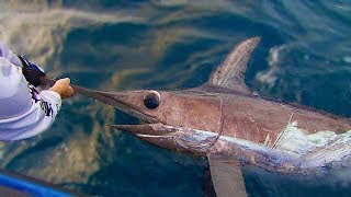 Three Monster Swordfish in three drops off Tassie IFISH