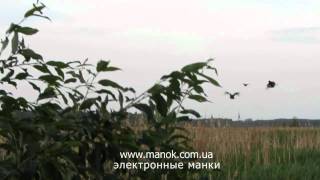 Электронный манок Виртуоз К-16. Приманивание кряквы 2