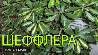 Домашние растения / уход за шефлерой