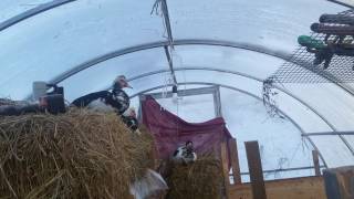 Мускусные утки в гнезде. Утро. Холодно./Musk ducks in the nest.  Morning.  Coldly.