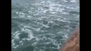 Сочи.  Морская прогулка.