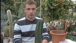 Черенкование кактусов