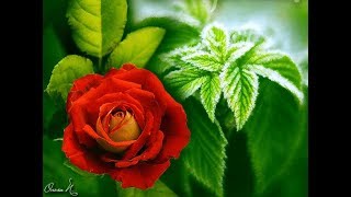 Я ПОДАРЮ ТЕБЕ ЦВЕТЫ #
