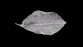 SILVER | Dark Piano Flute Trap Beat | Deep Melodic Underground Hiphop Rap Instrumental 2019
