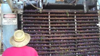 Dehydration Process - How to Turn Plums into Prunes (Dried Plums)