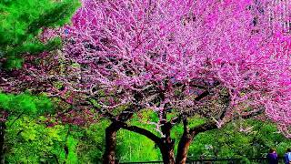 Сборник самой красивой на свете музыки!!! Дмитрий Метлицкий & Оркестр/Beautiful Instrumental music