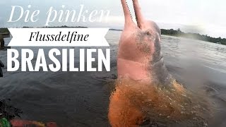 Amazonas Flussdelfine Botos in Manaus