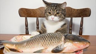 Я РЖАЛ ПОЛЧАСА. Смешные Коты и Собаки. ПРИКОЛЫ С ЖИВОТНЫМИ. #7