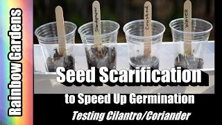 4K How to Speed Up Germination - Grow Coriander / Cilantro from Seed at Home -