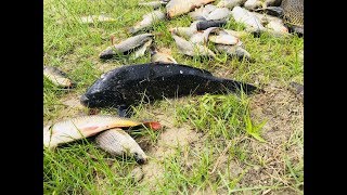 Чёрный сазан рыбалка на реке Или бешеный клев, Балхаш не в Алматы fisherman 3