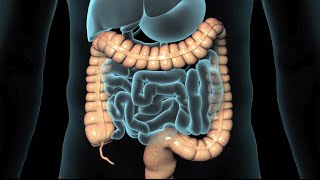 Lower GI Endoscopy (2008)