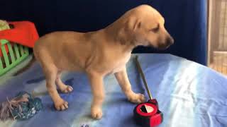 Pedro, ein Hund in Not aus dem Tierschutz