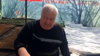 Выращивание арбузов. Первые всходы под пленкой.