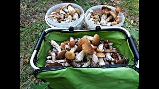 НАШЕСТВИЕ БЕЛЫХ ГРИБОВ ЧАСТЬ1|THE WHOLE OF WHITE MUSHROOMS PART1