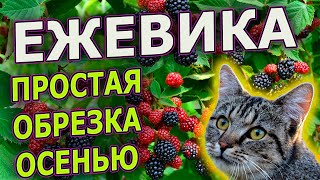 ОБРЕЗКА ЕЖЕВИКИ ОСЕНЬЮ. Как обрезать ежевику осенью. Как выращивать ежевику.