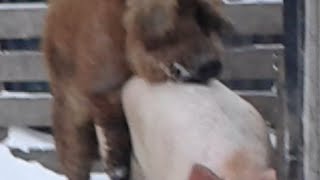 СВИНЬЯ В ОХОТЕ./СЛУЧКА СВИНЕЙ /The pigs lene.