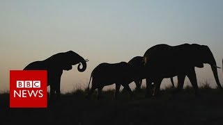 Can drones stop wildlife poachers? - BBC News