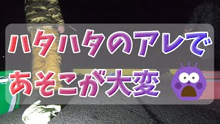 【岩手三陸釣り紀行】秋田遠征！ハタハタ接岸と聞いたので行ってきました（由利本荘編） #秋田釣り #ハタハタ #ハタハタ釣り #ハタハタ接岸 #岩手釣り