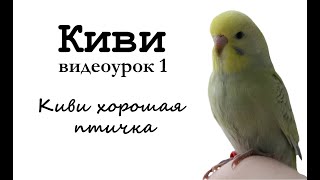 Учим попугая по имени Киви говорить, видеоурок 1: "Киви хорошая птичка"