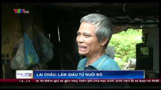 Người dân Lai Châu thoát nghèo làm giàu từ dự án Ngân hàng bò sinh sản của Hội chữ thập đỏ Việt Nam