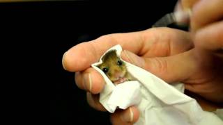 baby dormouse being fed