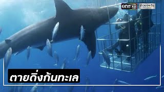 เศร้า! ฉลามขาวพุ่งเข้ากัดกรง นทท.ก่อนตายสลด | ข่าวช่องวัน | one31