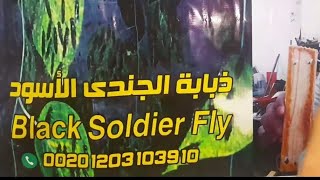 تغذية الطيور علي يرقات ذبابة الBSF الجندي الاسود black soldier fly مشروع مربح جدا