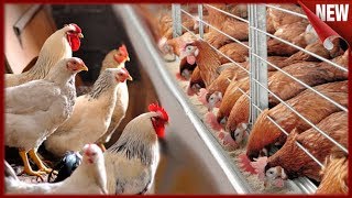 ?▦ Клеточное или Напольное содержание Кур Несушек ▦? Что лучше выбрать