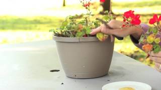 Easy Way to Propagate Geraniums : Geranium Gardening