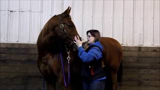 FTIO Equine Neck Assessment - Therapy Thursday #4
