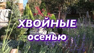 Хвойные растения осенью.  Подготовка хвойных к зиме