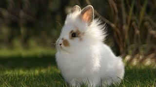 Recopilación de preciosos conejos Cabeza de León - Lovely Lion Head Bunnies compilation