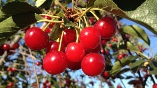 SHAKING CHERRIES OFF THE TREE