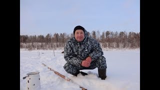Проверка перемёта и продольников на налима. В верховьях Печоры.