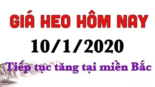 Giá heo hơi hôm nay ngày 10/1/2020 || Tiếp tục tăng tại miền Bắc